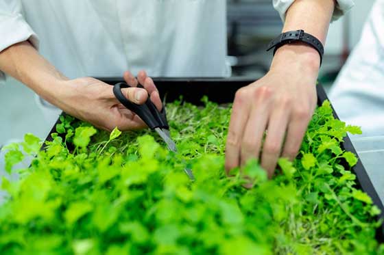 horticulrurist cutting plant